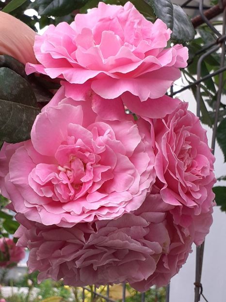  - Heillige Elisabeth 2024 _ 2025