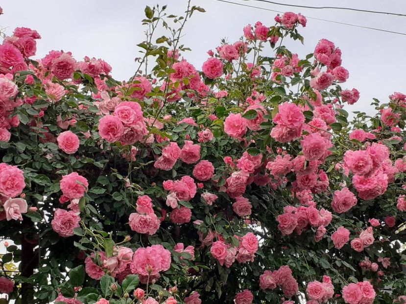  - Heillige Elisabeth 2024 _ 2025