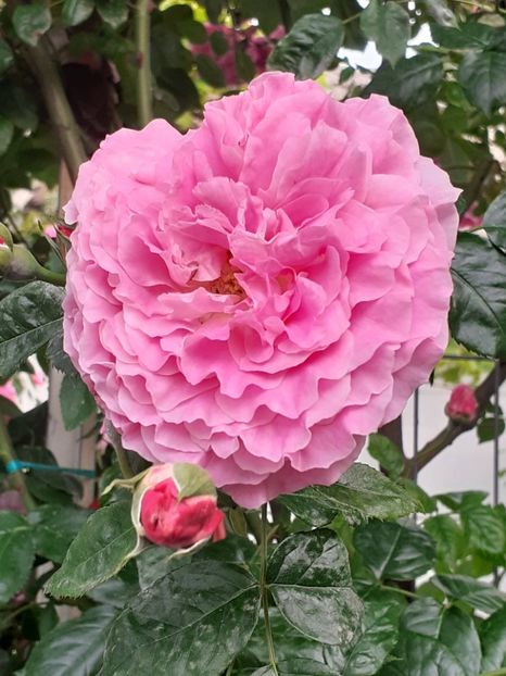  - Heillige Elisabeth 2024 _ 2025