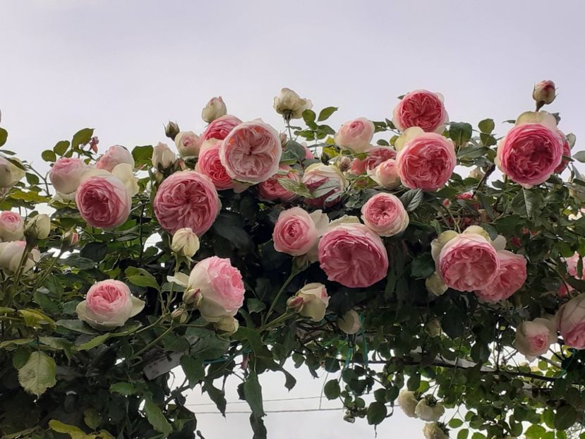  - Eden Rose 2024_ 2025