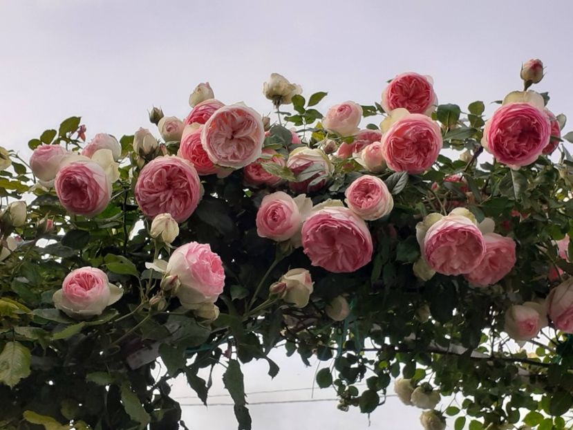  - Eden Rose 2024_ 2025