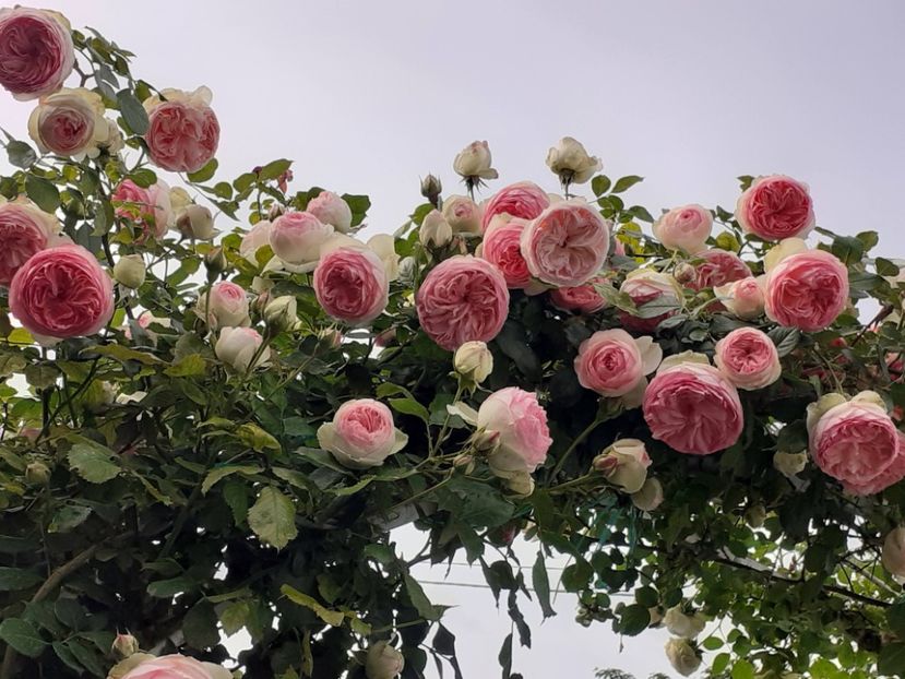  - Eden Rose 2024_ 2025