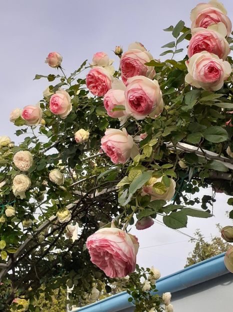  - Eden Rose 2024_ 2025