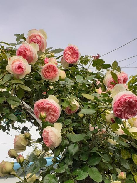  - Eden Rose 2024_ 2025