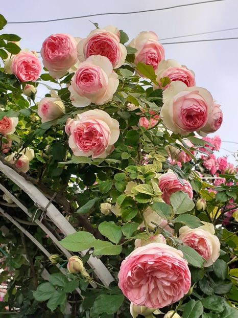  - Eden Rose 2024_ 2025