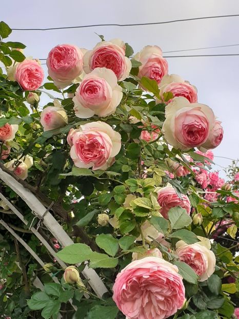  - Eden Rose 2024_ 2025