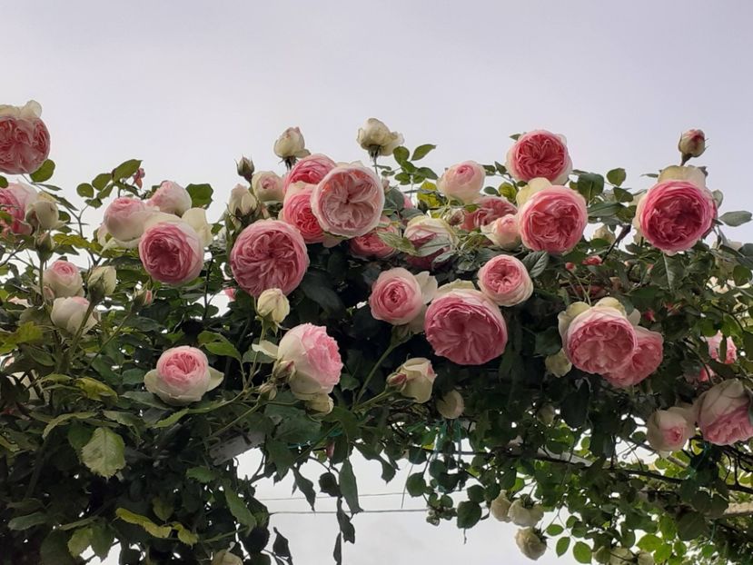  - Eden Rose 2024_ 2025