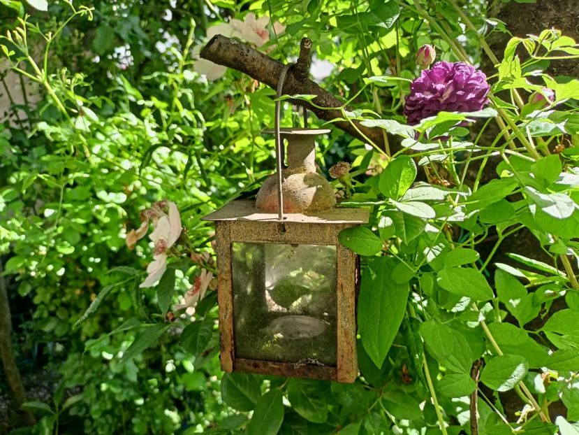  - Grădina 2024 continuare 2