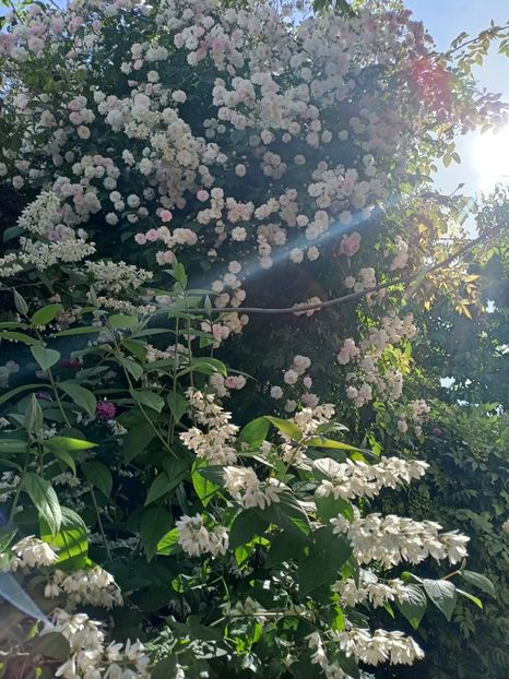  - Grădina 2024 continuare 2