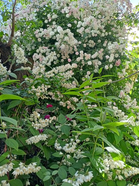  - Grădina 2024 continuare 2