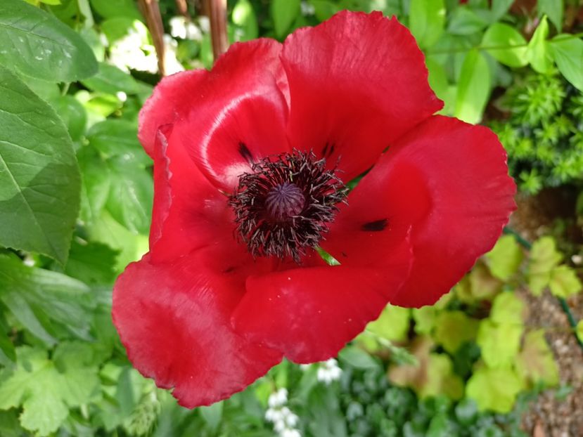  - Grădina 2024 continuare 2