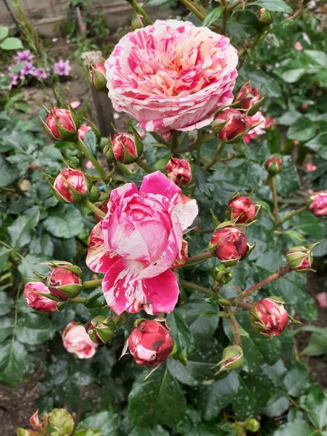  - Abracadabra floribunda Kordes 2018-2019