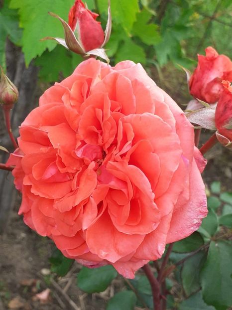  - cherry girl-Kordes