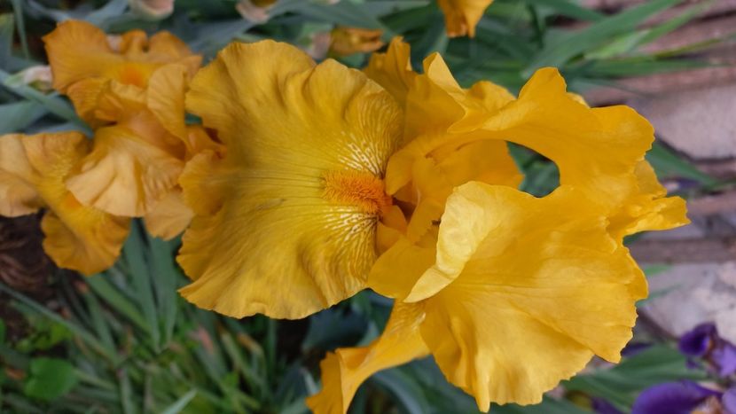 inbound7497998345866051298 - IRIȘI 2024