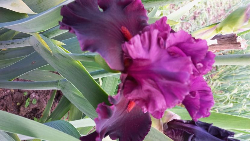 inbound8037617244665488825 - IRIȘI 2024