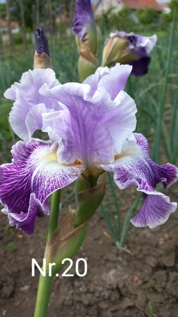 inbound774911810602899728 - IRIȘI 2024