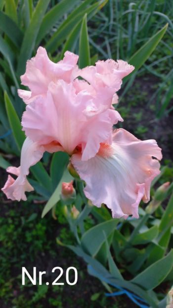 inbound7358406730894730053 - IRIȘI 2024