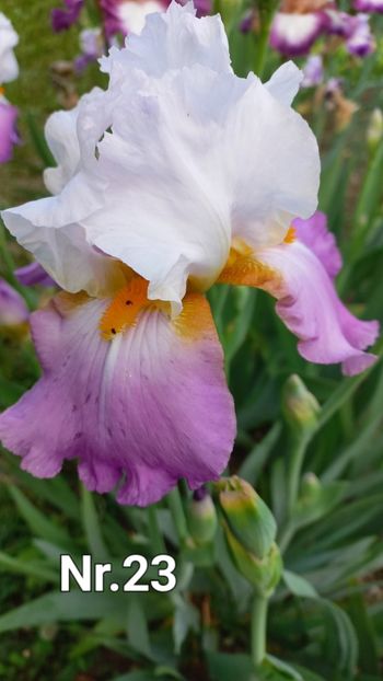 inbound5025919849622125821 - IRIȘI 2024