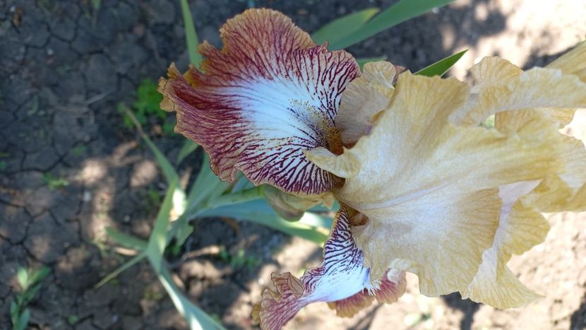 inbound2665312486908737130 - IRIȘI 2024