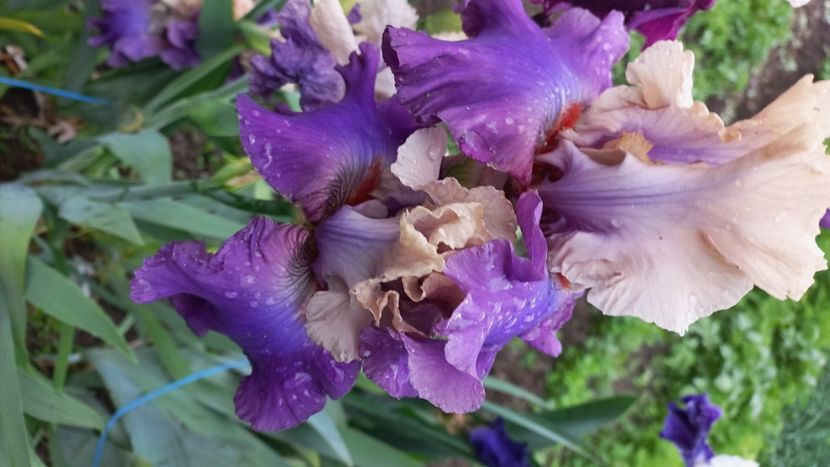 inbound6780799666548471063 - IRIȘI 2024