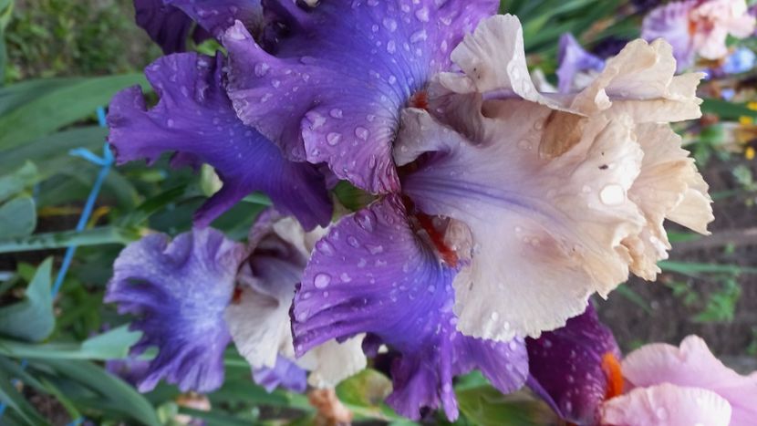 inbound3458917466530500196 - IRIȘI 2024