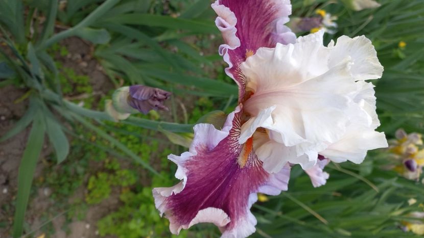 inbound4334478079658702012 - IRIȘI 2024