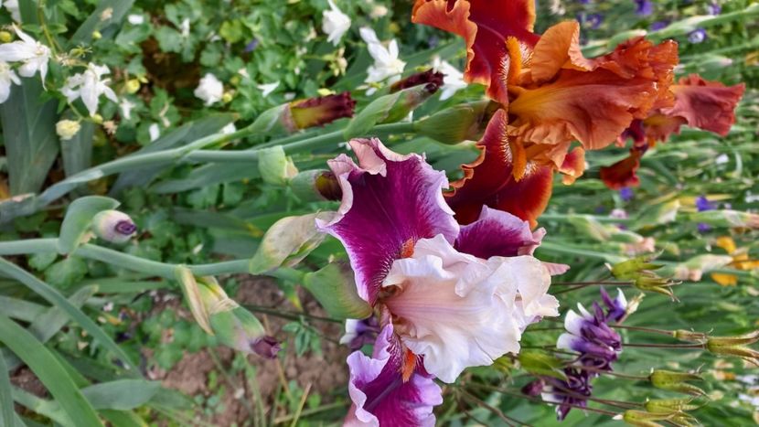 inbound3007970865860783506 - IRIȘI 2024