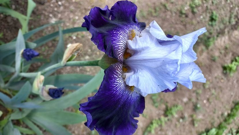 inbound5030755449740229973 - IRIȘI 2024