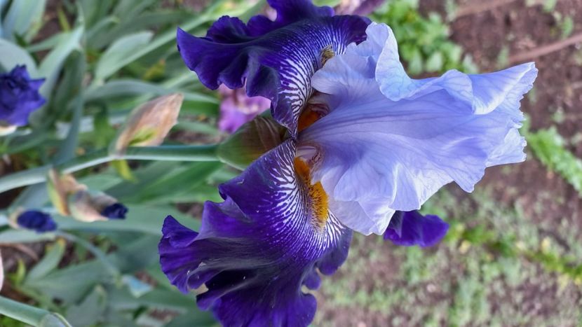 inbound5914221373533910258 - IRIȘI 2024