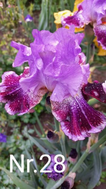 inbound4406420195400230239 - IRIȘI 2024