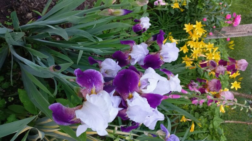 inbound5463613943337340009 - IRIȘI 2024