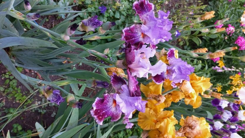 inbound5554392509921753647 - IRIȘI 2024