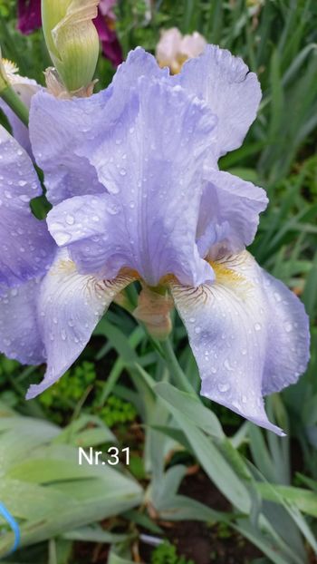 inbound13659986266970368 - IRIȘI 2024