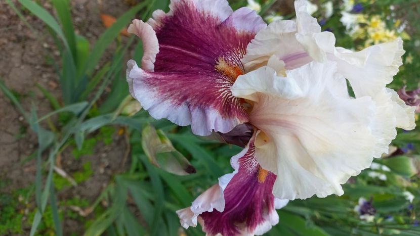 inbound2165139776972238066 - IRIȘI 2024