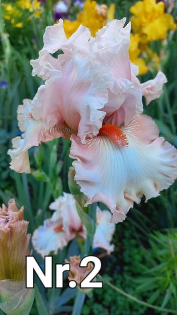 inbound4249442609075843510 - IRIȘI 2024