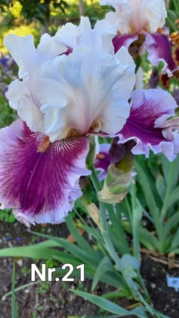 inbound5385434557169957160 - IRIȘI 2024