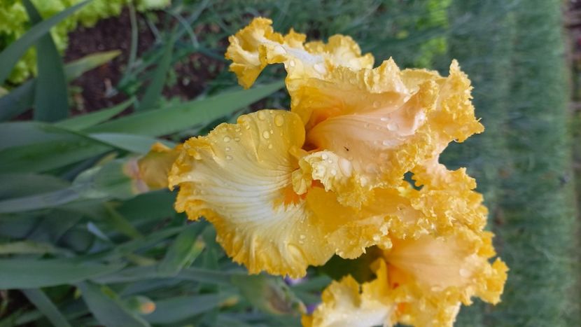 inbound1311627089072772895 - IRIȘI 2024