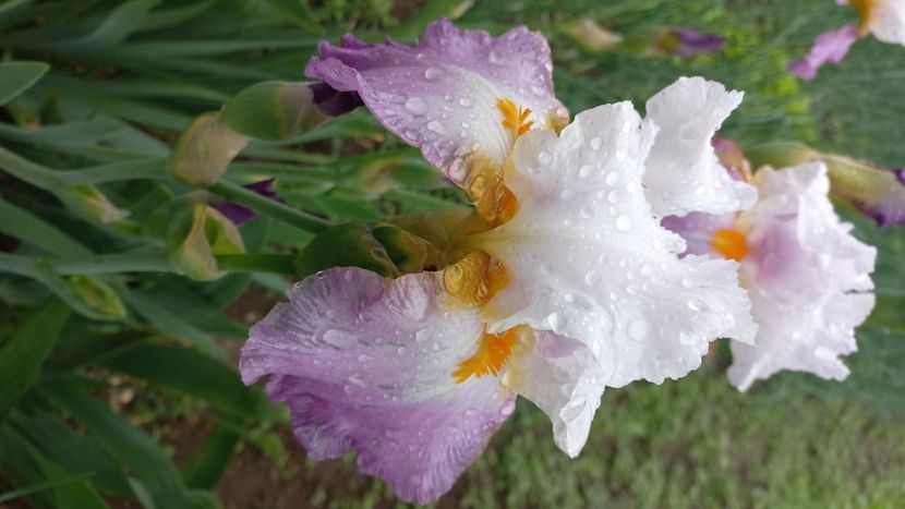 inbound740069585383333128 - IRIȘI 2024