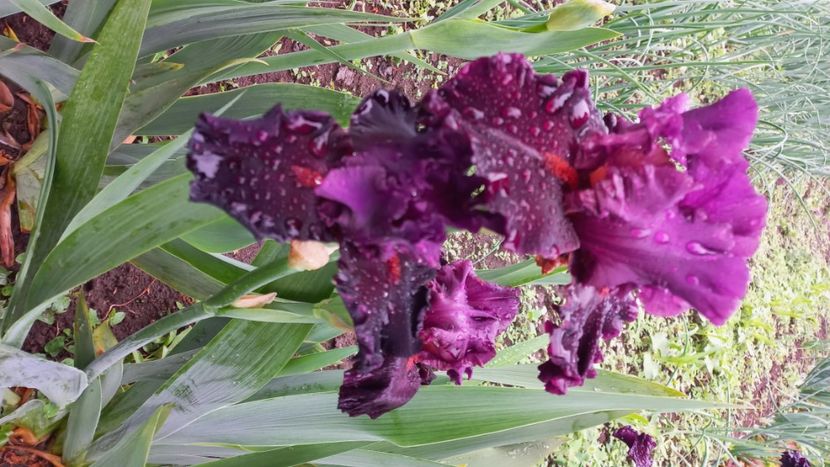 inbound307026423423581380 - IRIȘI 2024