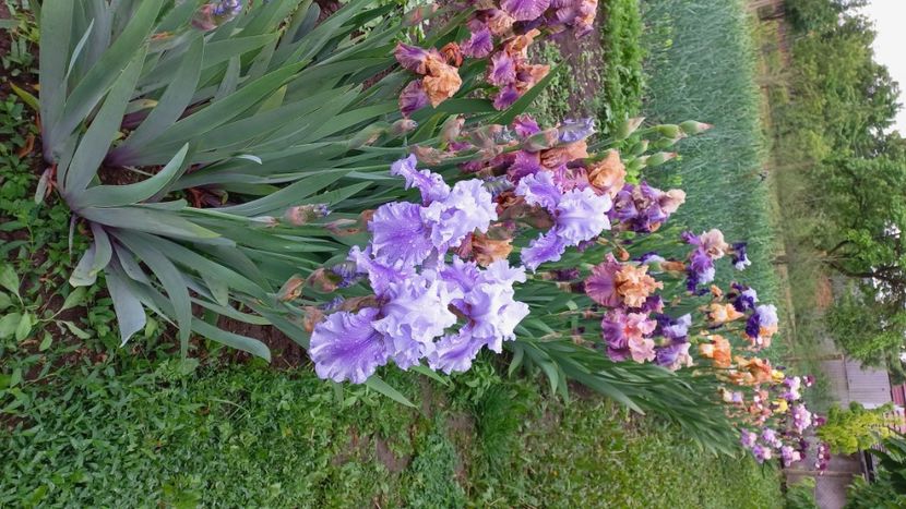 inbound3866071754738764759 - IRIȘI 2024