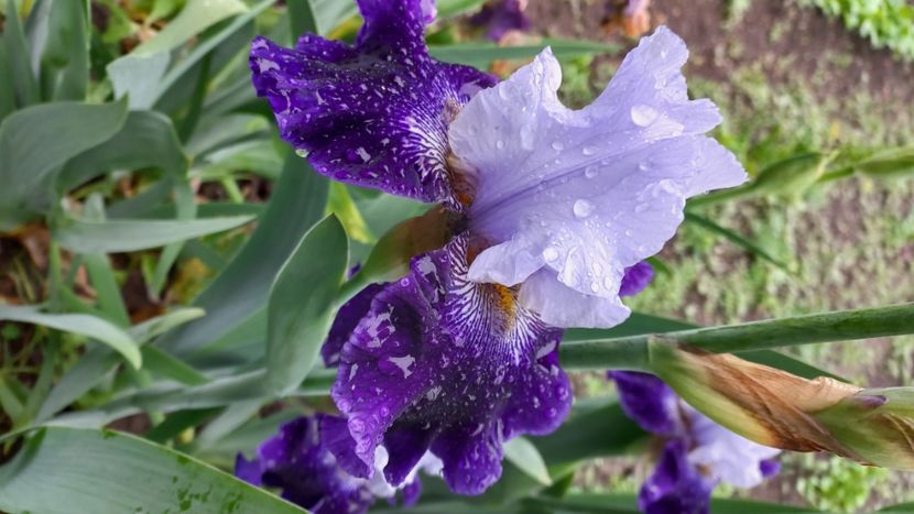 inbound3504380831389109995 - IRIȘI 2024