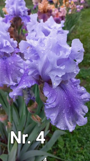 inbound6044232960878091599 - IRIȘI 2024