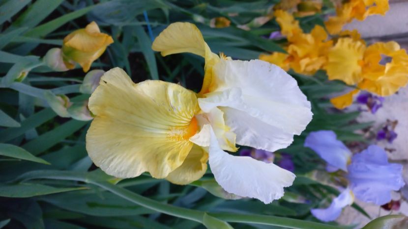 inbound1529003826091419080 - IRIȘI 2024