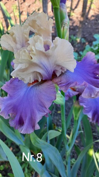 inbound5474768628680570329 - IRIȘI 2024