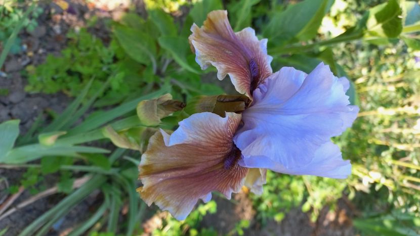 inbound8664624531866591471 - IRIȘI 2024