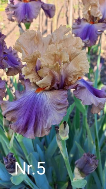 inbound2369525468983490211 - IRIȘI 2024