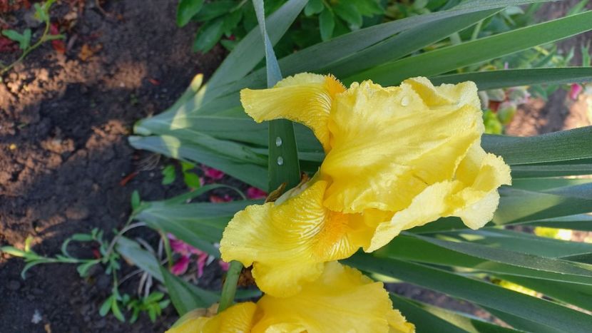 inbound1868158857965138713 - IRIȘI 2024