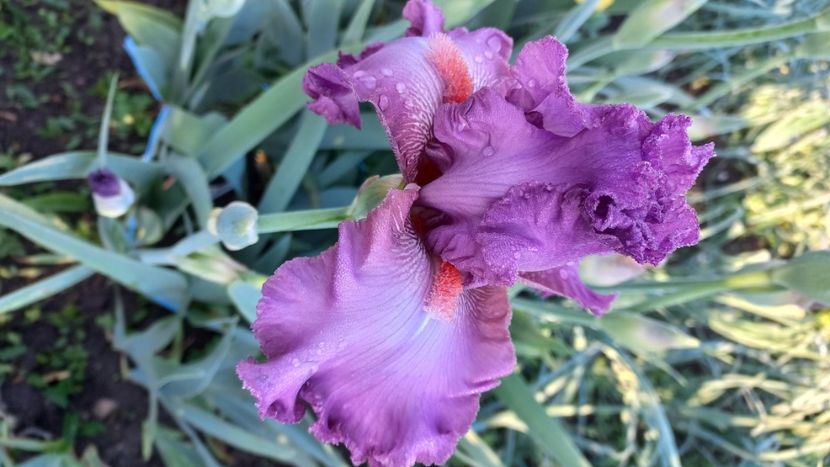 inbound535391051838925328 - IRIȘI 2024