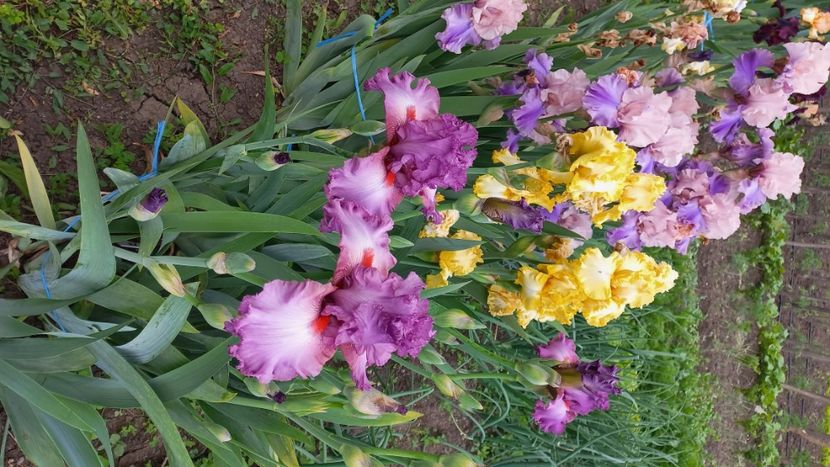 inbound1387973242138003263 - IRIȘI 2024