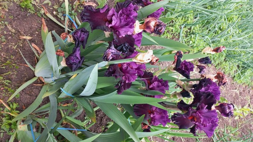 inbound8930136987205091092 - IRIȘI 2024